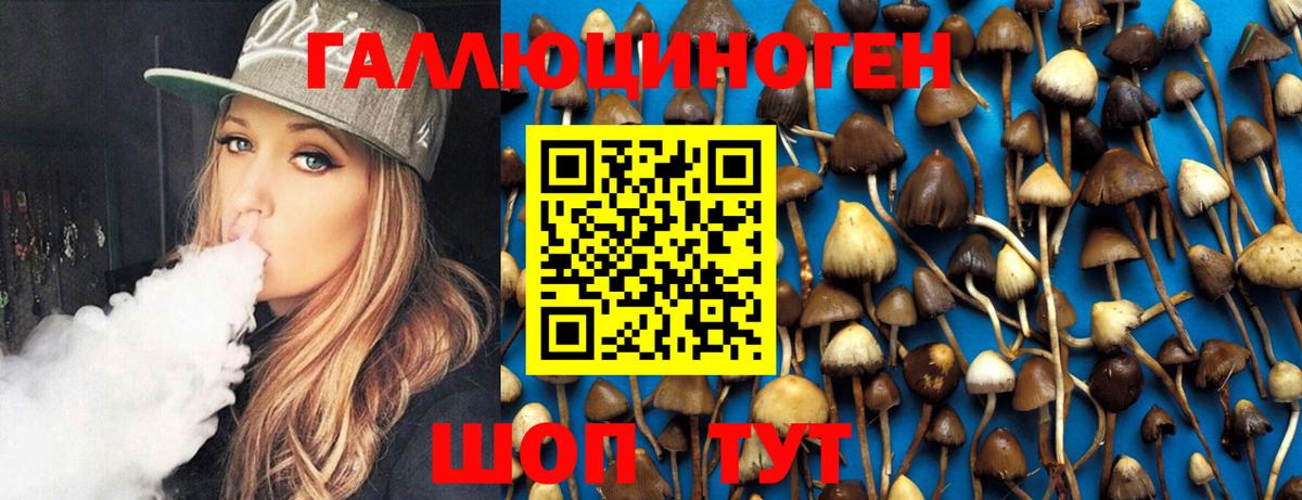 Псилоцибиновые грибы Psilocybe Малгобек